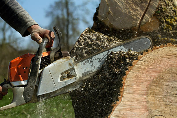 Best Tree Trimming Near Me  in USA